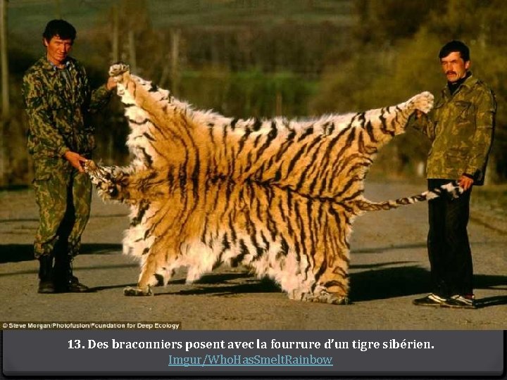 13. Des braconniers posent avec la fourrure d’un tigre sibérien. Imgur/Who. Has. Smelt. Rainbow
