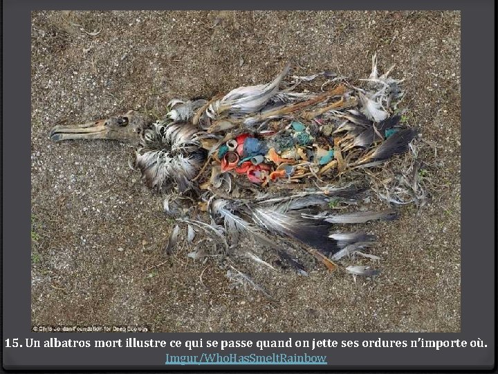 15. Un albatros mort illustre ce qui se passe quand on jette ses ordures
