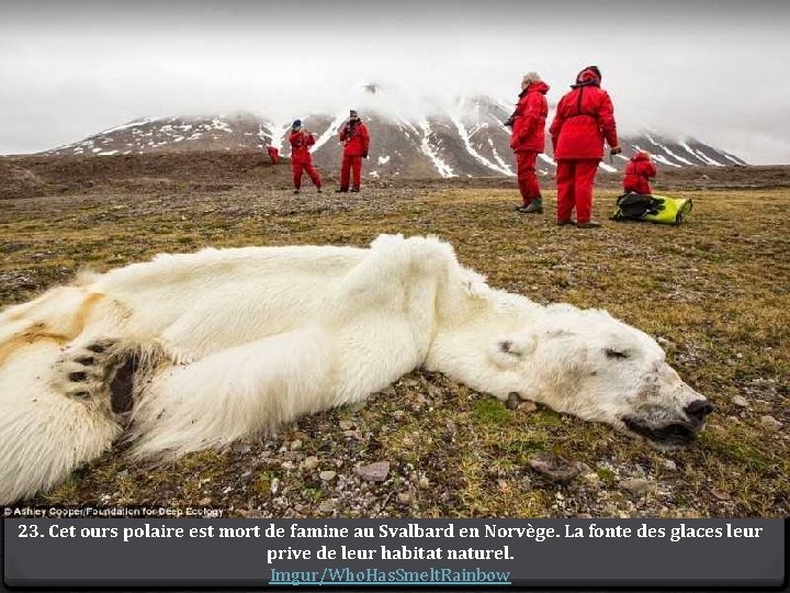 23. Cet ours polaire est mort de famine au Svalbard en Norvège. La fonte