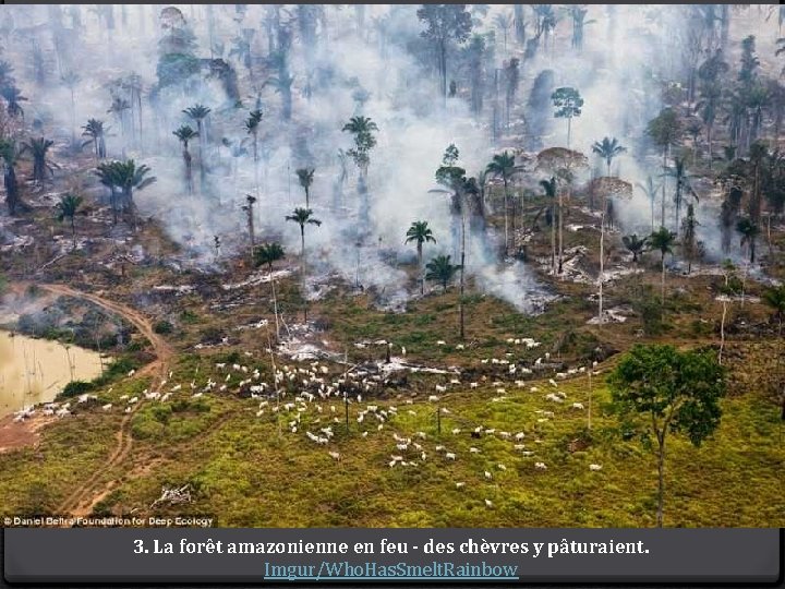 3. La forêt amazonienne en feu - des chèvres y pâturaient. Imgur/Who. Has. Smelt.