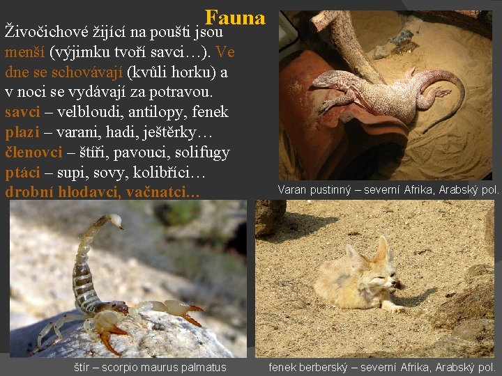 Fauna Živočichové žijící na poušti jsou menší (výjimku tvoří savci…). Ve dne se schovávají