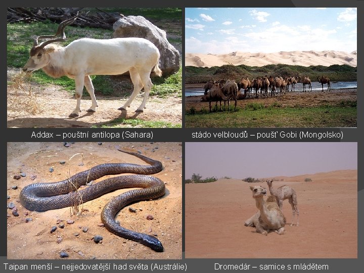 Addax – pouštní antilopa (Sahara) Taipan menší – nejjedovatější had světa (Austrálie) stádo velbloudů