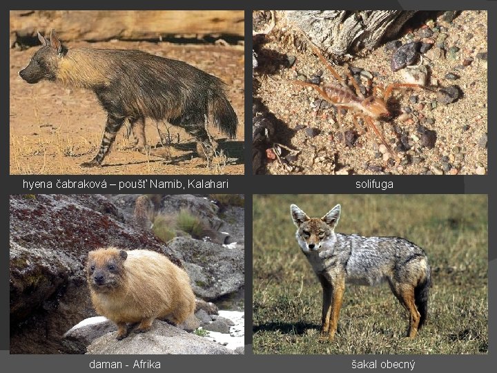 hyena čabraková – poušť Namib, Kalahari daman - Afrika solifuga šakal obecný 
