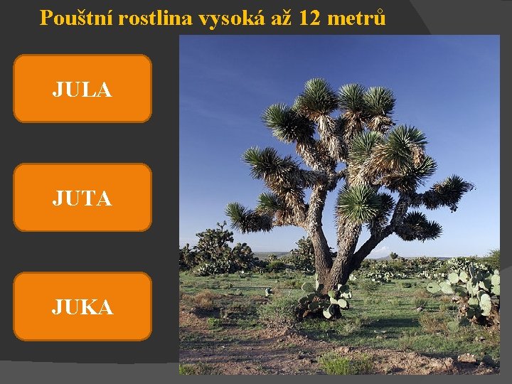 Pouštní rostlina vysoká až 12 metrů JULA JUTA JUKA 