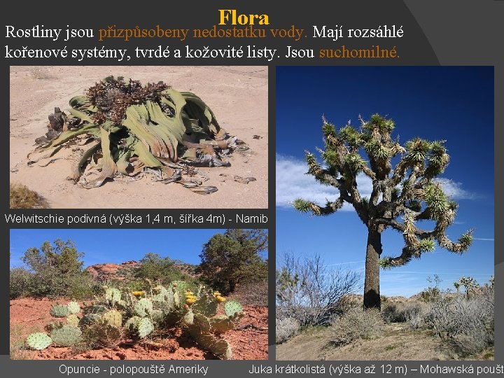 Flora Rostliny jsou přizpůsobeny nedostatku vody. Mají rozsáhlé kořenové systémy, tvrdé a kožovité listy.