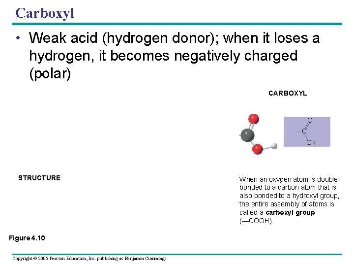 Carboxyl • Weak acid (hydrogen donor); when it loses a hydrogen, it becomes negatively