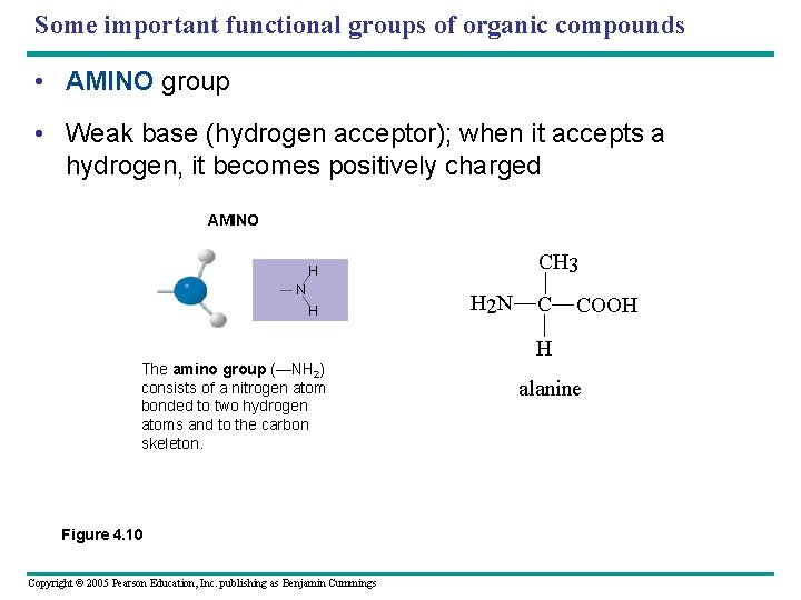 Some important functional groups of organic compounds • AMINO group • Weak base (hydrogen
