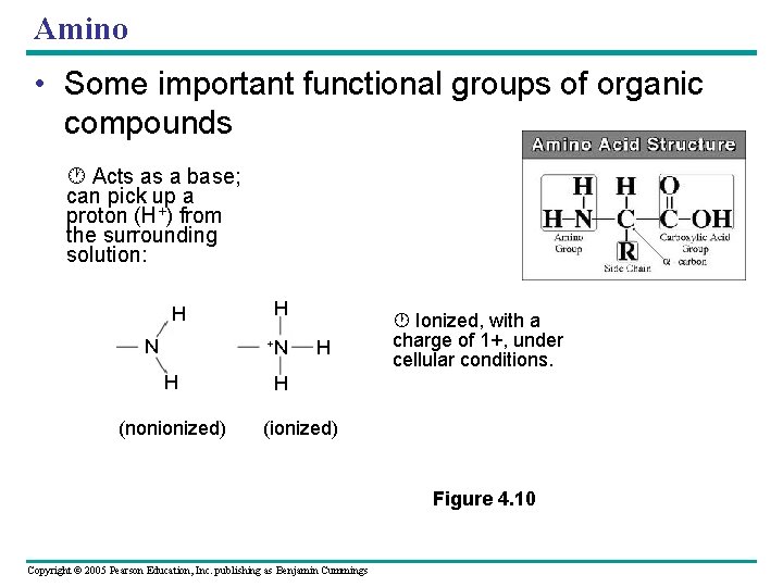 Amino • Some important functional groups of organic compounds Acts as a base; can