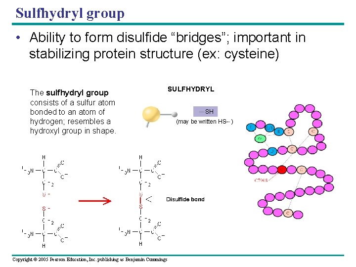 Sulfhydryl group • Ability to form disulfide “bridges”; important in stabilizing protein structure (ex: