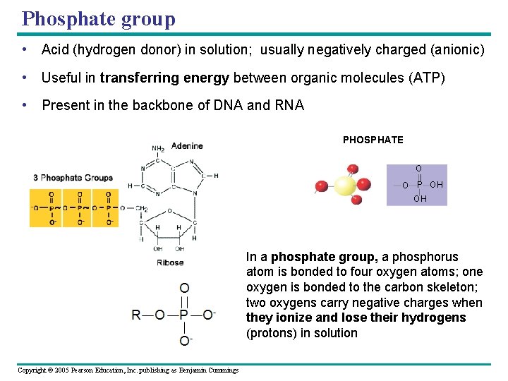 Phosphate group • Acid (hydrogen donor) in solution; usually negatively charged (anionic) • Useful