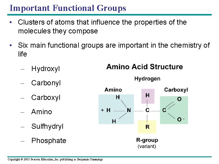 Important Functional Groups • Clusters of atoms that influence the properties of the molecules