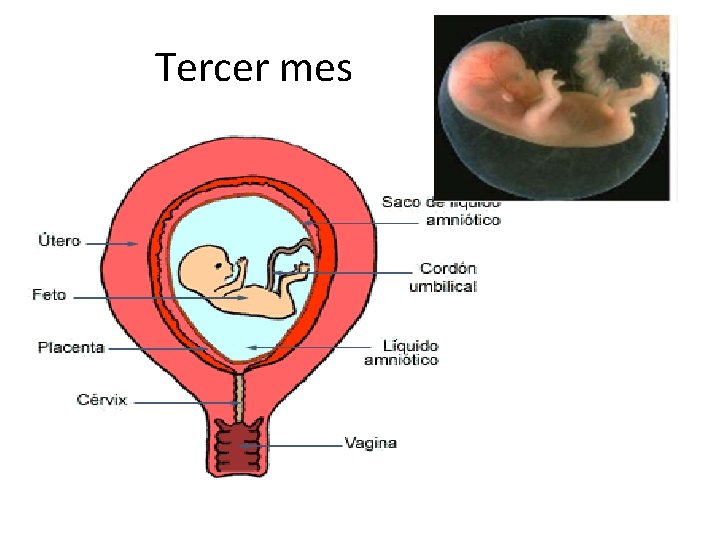 Tercer mes 