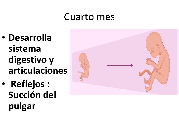 Cuarto mes • Desarrolla sistema digestivo y articulaciones • Reflejos : Succión del pulgar