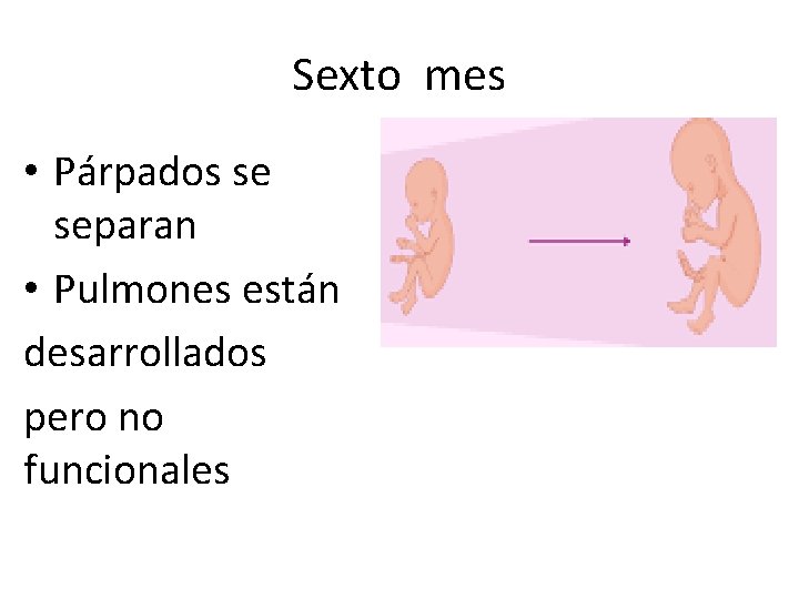 Sexto mes • Párpados se separan • Pulmones están desarrollados pero no funcionales 