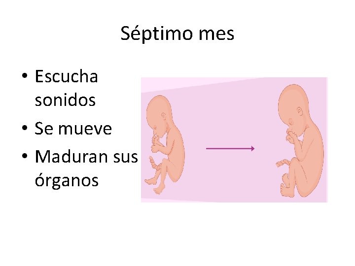 Séptimo mes • Escucha sonidos • Se mueve • Maduran sus órganos 