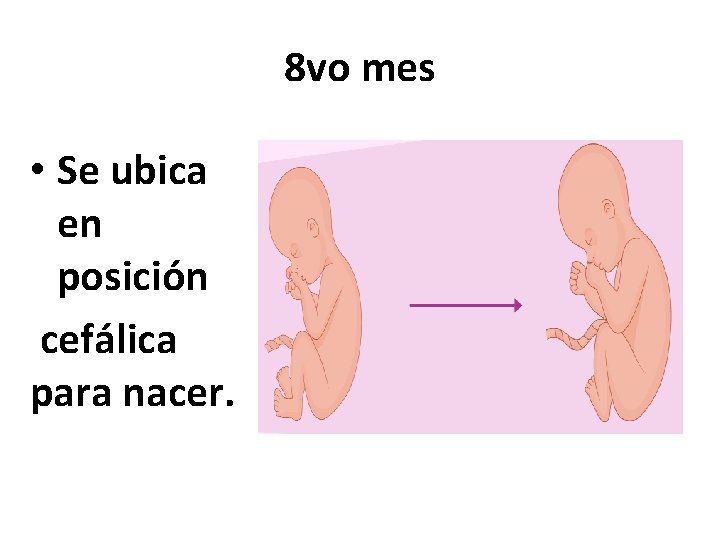 8 vo mes • Se ubica en posición cefálica para nacer. 