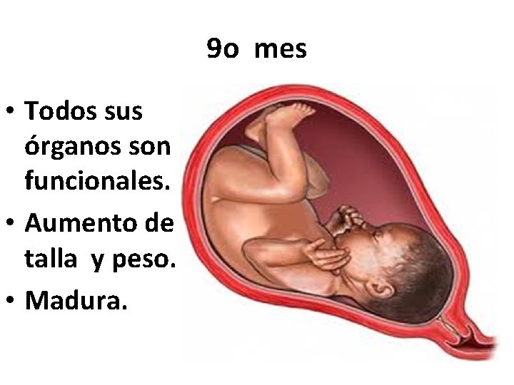 9 o mes • Todos sus órganos son funcionales. • Aumento de talla y