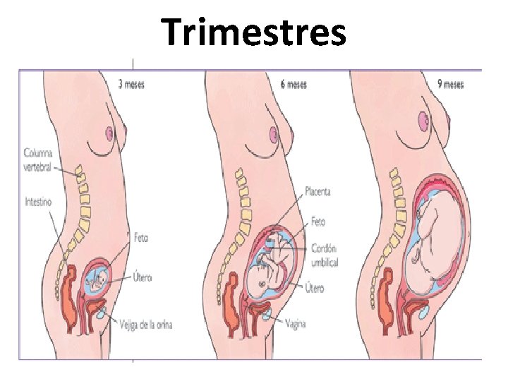 Trimestres 
