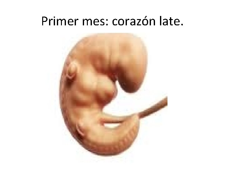 Primer mes: corazón late. 