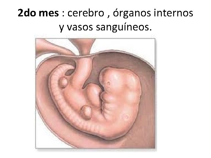 2 do mes : cerebro , órganos internos y vasos sanguíneos. 