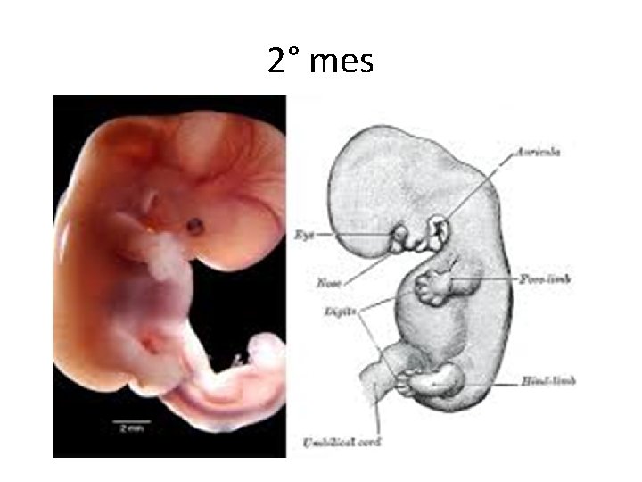 2° mes 