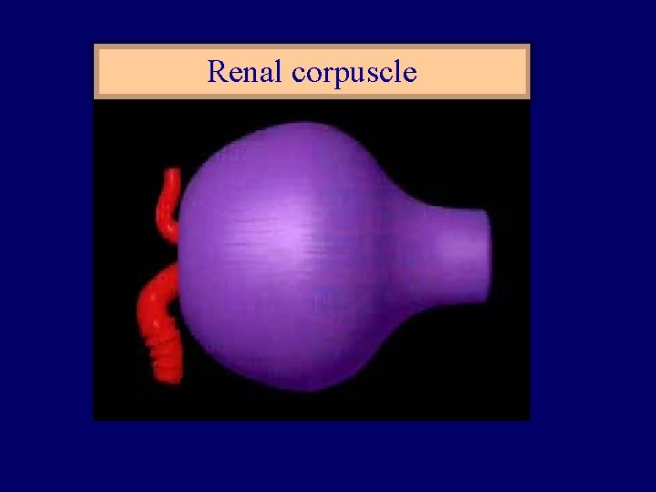 Renal corpuscle 