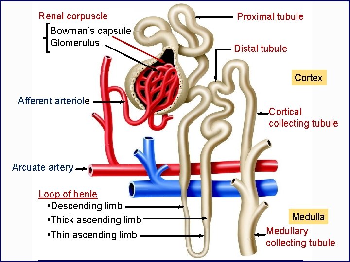 Renal corpuscle Bowman’s capsule Glomerulus Proximal tubule Distal tubule Cortex Afferent arteriole Cortical collecting