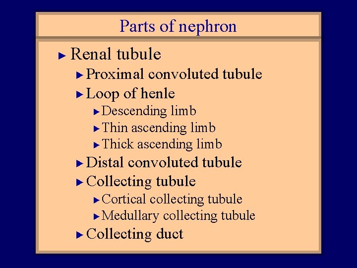 Parts of nephron ► Renal tubule Proximal convoluted tubule ► Loop of henle ►