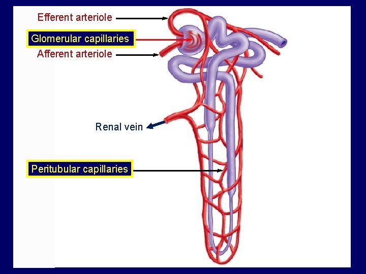 Efferent arteriole Glomerular capillaries Afferent arteriole Renal vein Peritubular capillaries 