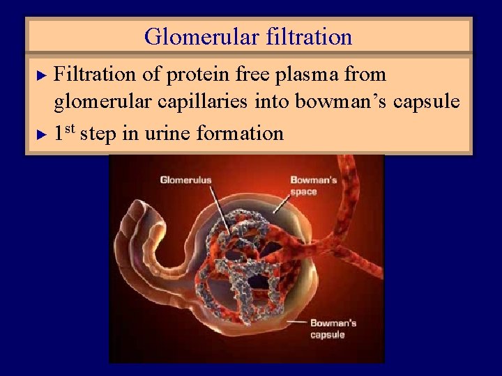 Glomerular filtration Filtration of protein free plasma from glomerular capillaries into bowman’s capsule ►