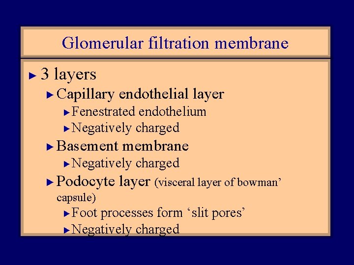 Glomerular filtration membrane ► 3 layers ► Capillary endothelial layer Fenestrated endothelium ► Negatively