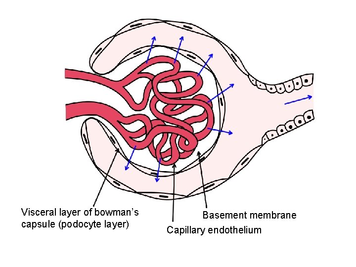 Visceral layer of bowman’s capsule (podocyte layer) Basement membrane Capillary endothelium 
