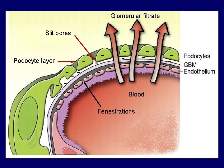 Glomerular filtrate Slit pores Podocyte layer - --- - - Fenestrations - - 