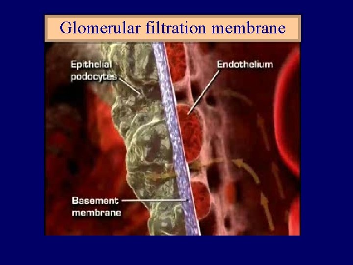Glomerular filtration membrane 