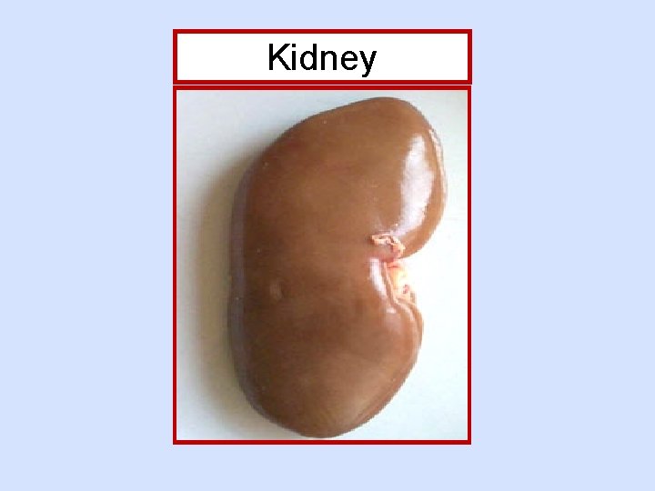 Kidney 