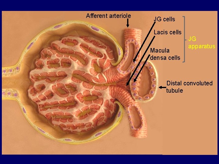 Afferent arteriole JG cells Lacis cells Macula densa cells JG apparatus Distal convoluted tubule