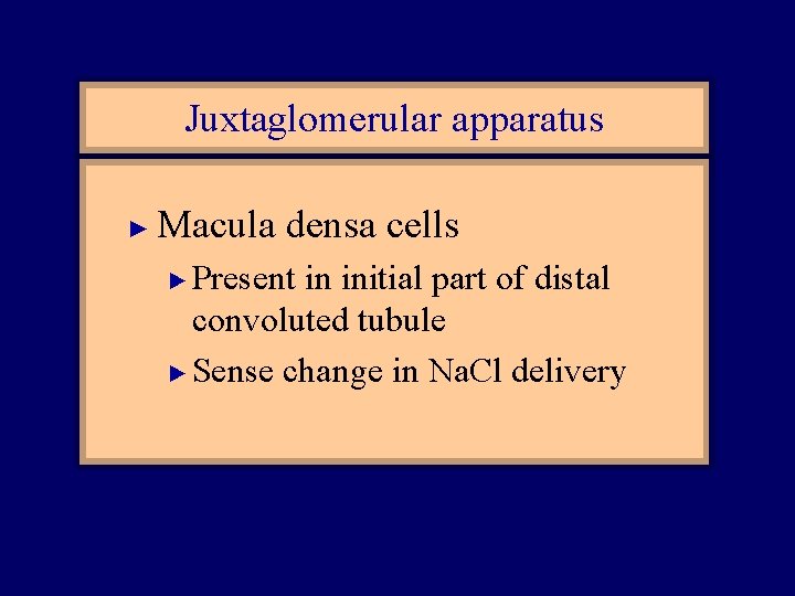 Juxtaglomerular apparatus ► Macula densa cells Present in initial part of distal convoluted tubule