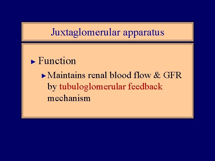 Juxtaglomerular apparatus ► Function ► Maintains renal blood flow & GFR by tubuloglomerular feedback