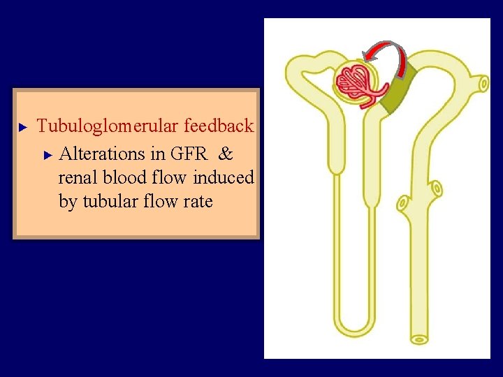 ► Tubuloglomerular feedback ► Alterations in GFR & renal blood flow induced by tubular