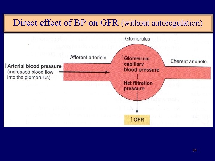 Direct effect of BP on GFR (without autoregulation) 64 