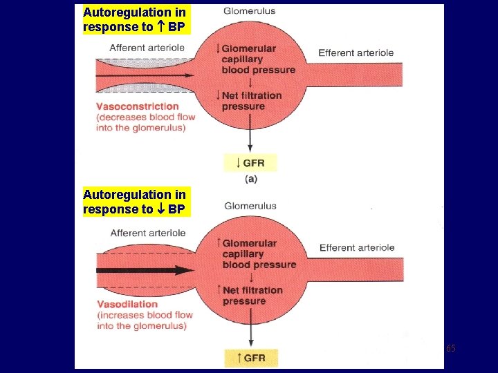 Autoregulation in response to BP 65 