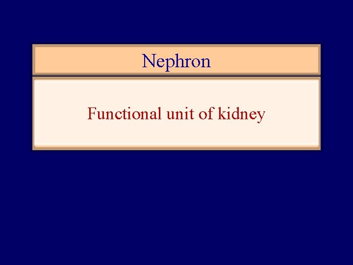 Nephron Functional unit of kidney 