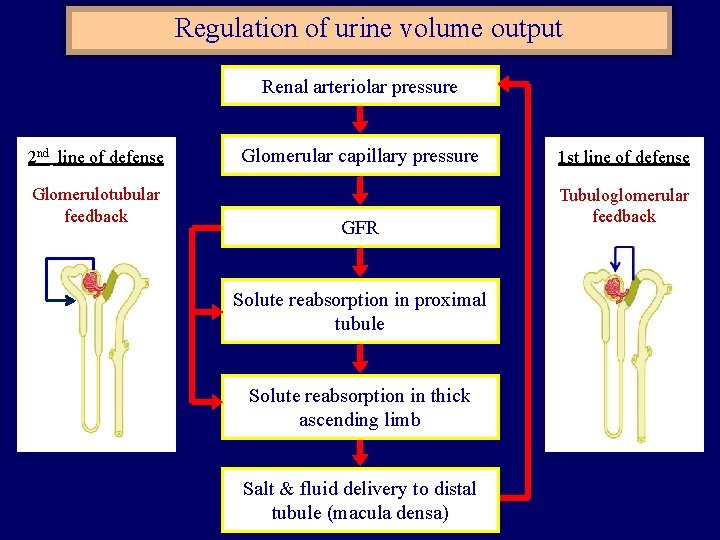 Regulation of urine volume output Renal arteriolar pressure 2 nd line of defense Glomerulotubular