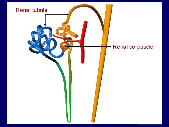 Renal tubule Renal corpuscle 