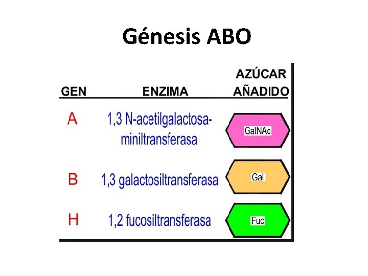 Génesis ABO 