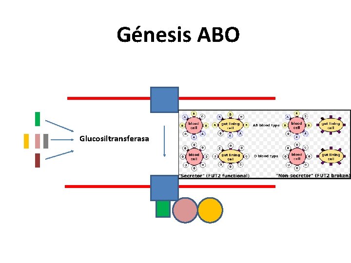 Génesis ABO Glucosiltransferasa 