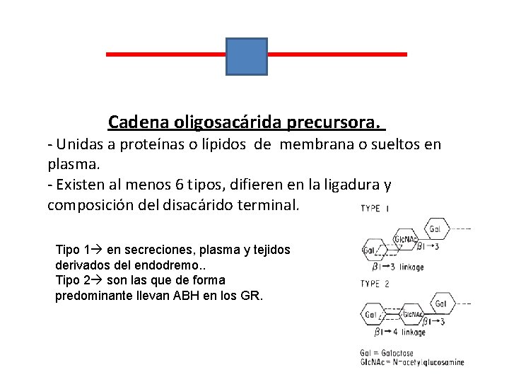 Cadena oligosacárida precursora. - Unidas a proteínas o lípidos de membrana o sueltos en