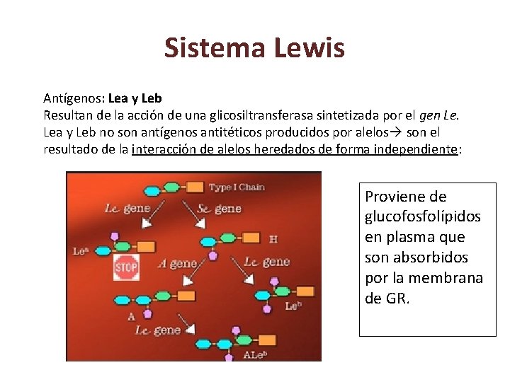 Sistema Lewis Antígenos: Lea y Leb Resultan de la acción de una glicosiltransferasa sintetizada