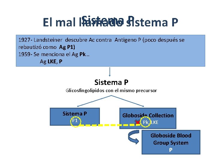 Sistema sistema P El mal llamado P 1927 - Landsteiner descubre Ac contra Antigeno