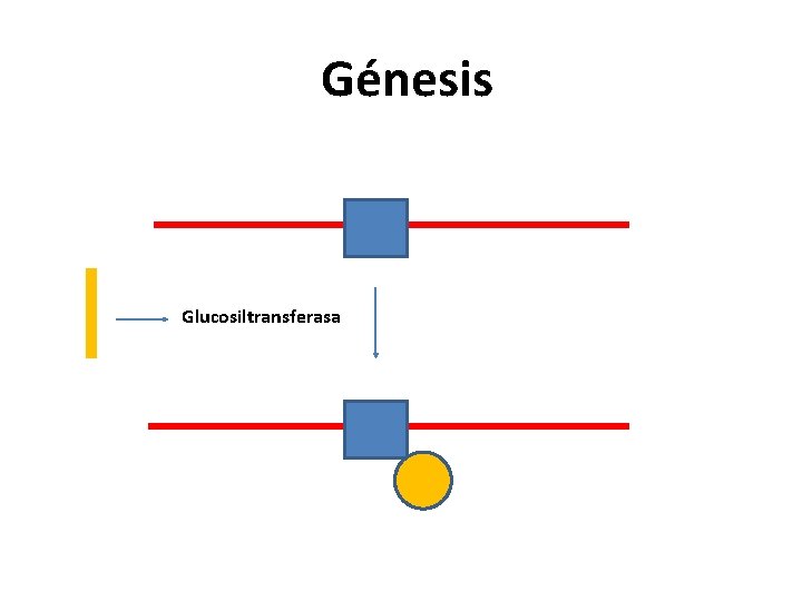Génesis Glucosiltransferasa 